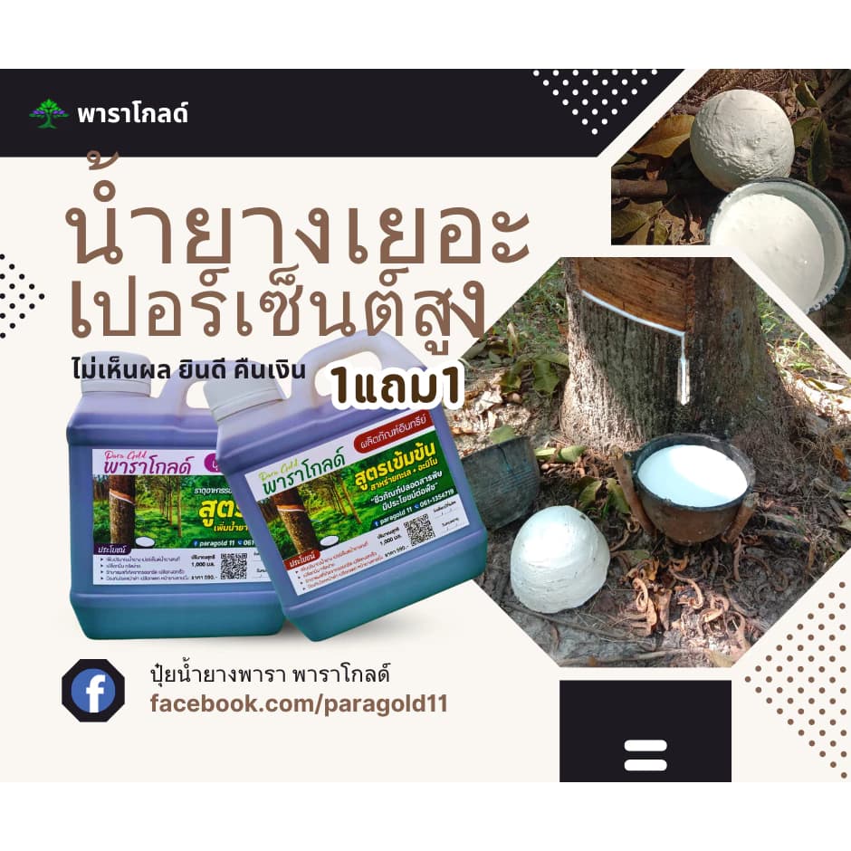 พาราโกลด์ ปุ๋ยน้ำยางพารา ปุ๋ยทางต้น สารบำรุงหน้ายางพารา,สารเพิ่มปริมาณน้ำยางพารา เปลืกนิ่มกรีดง่าย ป้องกันเชื้อราได้ดี