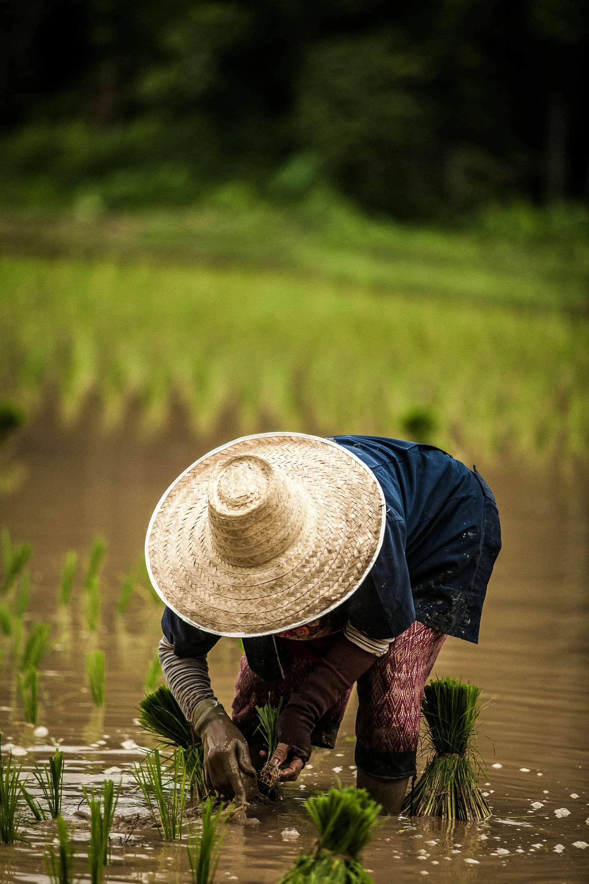 ชาวนาไทยกำลังดำนาในแปลงข้าว