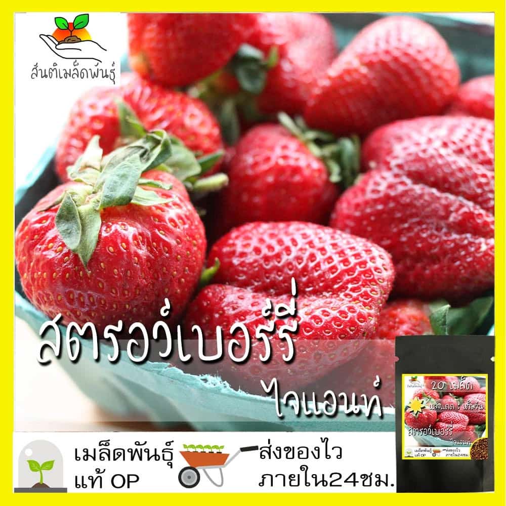 เมล็ดพันธุ์ สตรอว์เบอร์รี่ ไจแอนท์ 20 เมล็ด Strawberry Giant Seeds เมล็ดพันธุ์ เมล็ดนำเข้า…