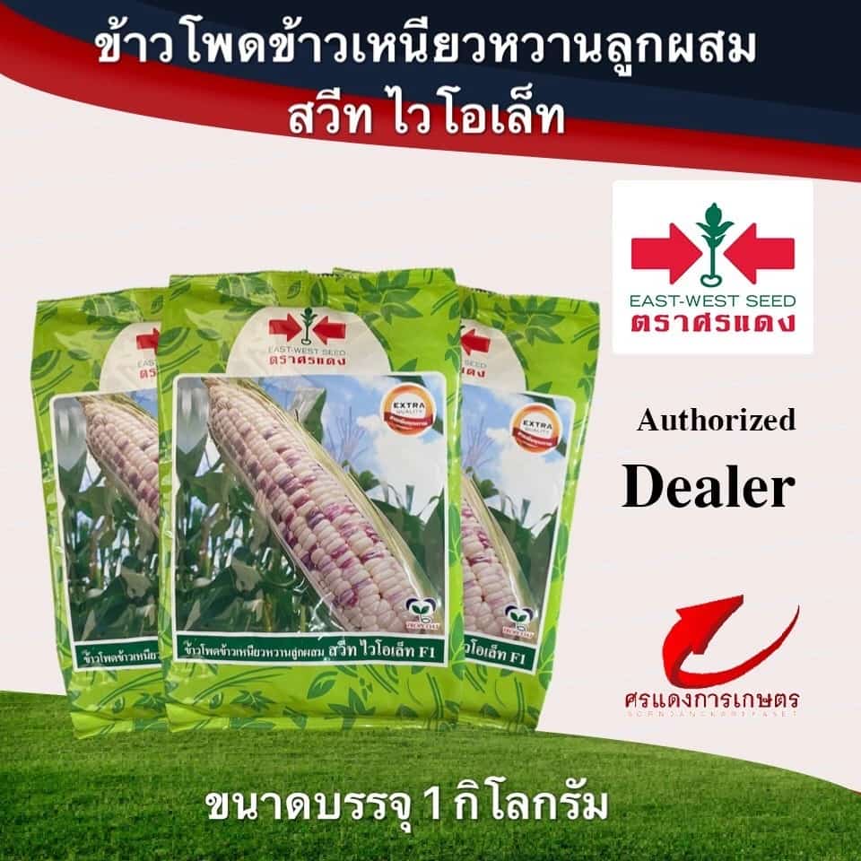 เมล็ดพันธุ์ ข้าวโพดข้าวเหนียวสวีทไวโอเล็ท 1000 เมล็ด 1Kg. ข้าวโพดข้าวเหนียว เมล็ดข้าวโพด…
