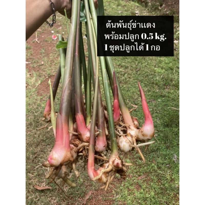 ข่า,ต้นข่า,ต้นพันธุ์ข่าแดง ครึ่งกิโลกรัม สำหรับปลูก หน่อแดงหน่อดก หน่อแข็งเเรง ปลูกง่ายทนทาน…