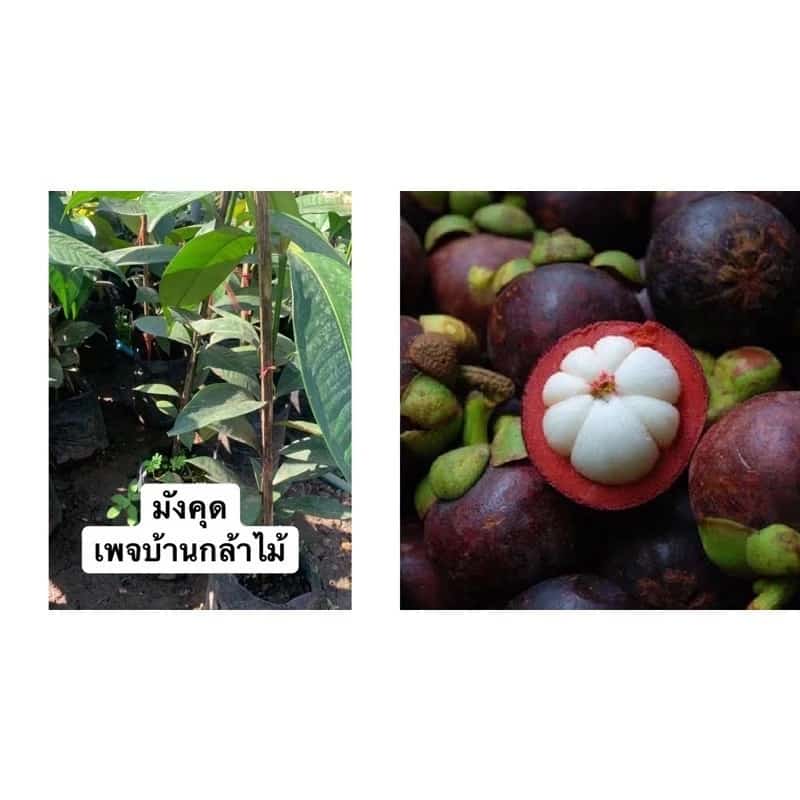 ต้นมังคุด ต้นใหญ่ เก็บผลไว ต้นแข็งแรง สินค้าเสียหาย แจ้งทางร้านได้เลยจ้า