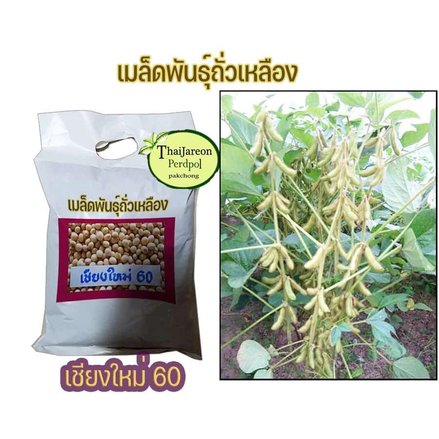 เมล็ดพันธุ์ถั่วเหลืองพันธุ์เชียงใหม่ 60 ขายตามน้ำหนัก ถั่วแระไทย…