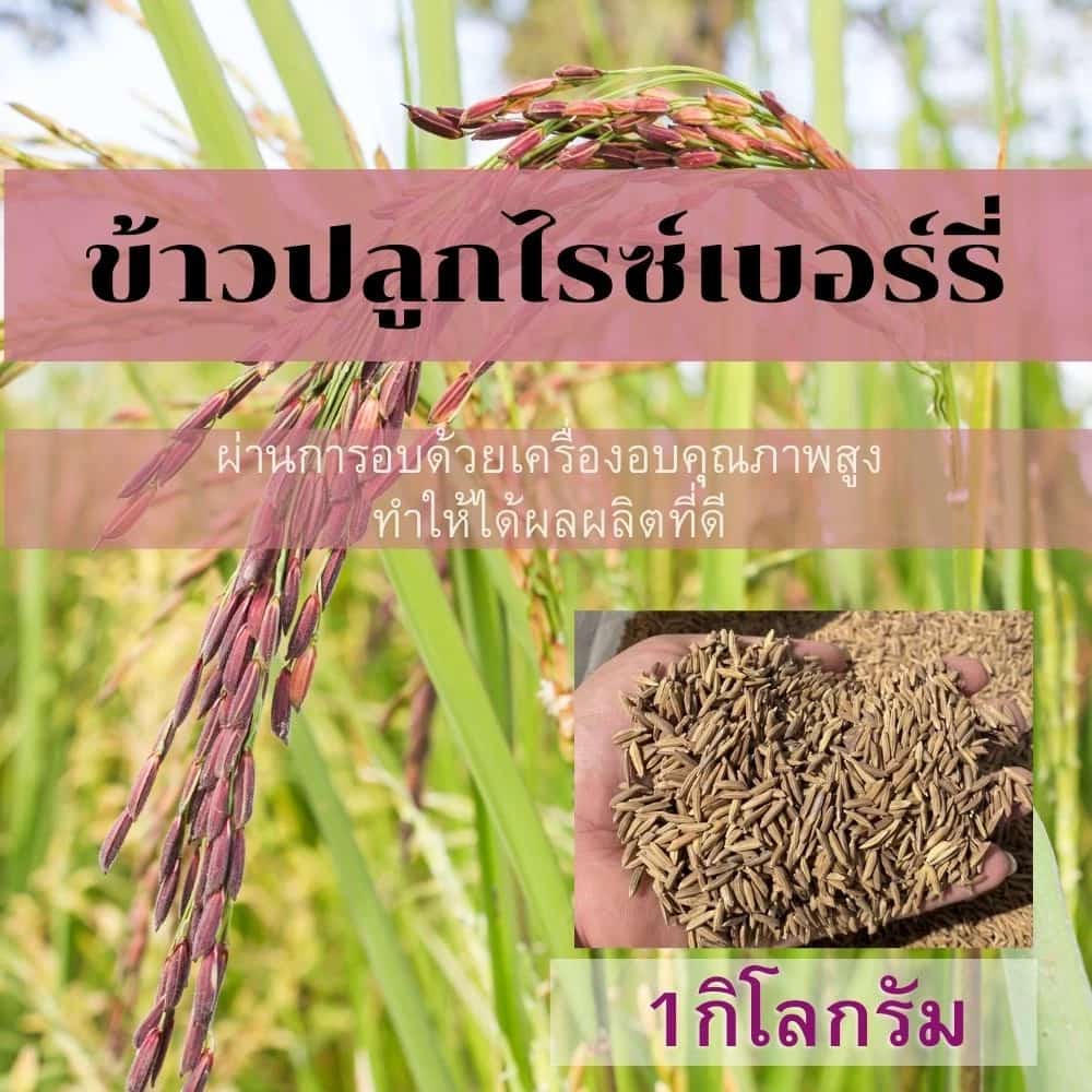 ข้าวปลูกไรซ์เบอร์รี่ พันธุ์ข้าวปลูกไรซ์เบอร์รี่ เมล็ดพันธุ์ข้าวไรซ์เบอร์รี่ (1กิโลกรัม)