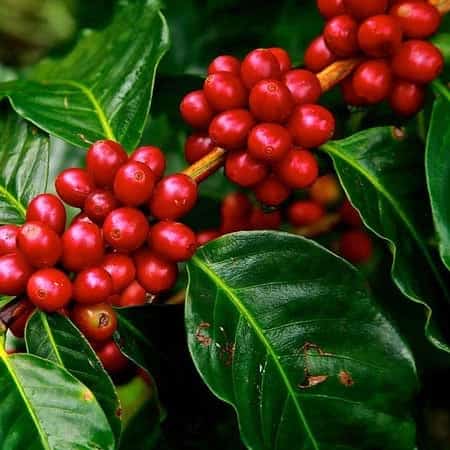 กาแฟ สำหรับปลูก ถูกที่สุด10บ. เมล็ดพันธุ์กาแฟอะราบิกา 5 ผล เพาะง่าย โตเร็ว ผลดก