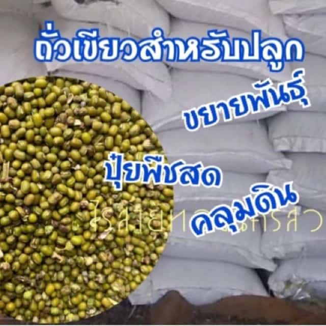 ถั่วเขียวเมล็ดพันธุ์สำหรับปลูก กระสอบ 5 กิโล พันธุ์ KU4 และ ชัยนาท3 พร้อมปลูก