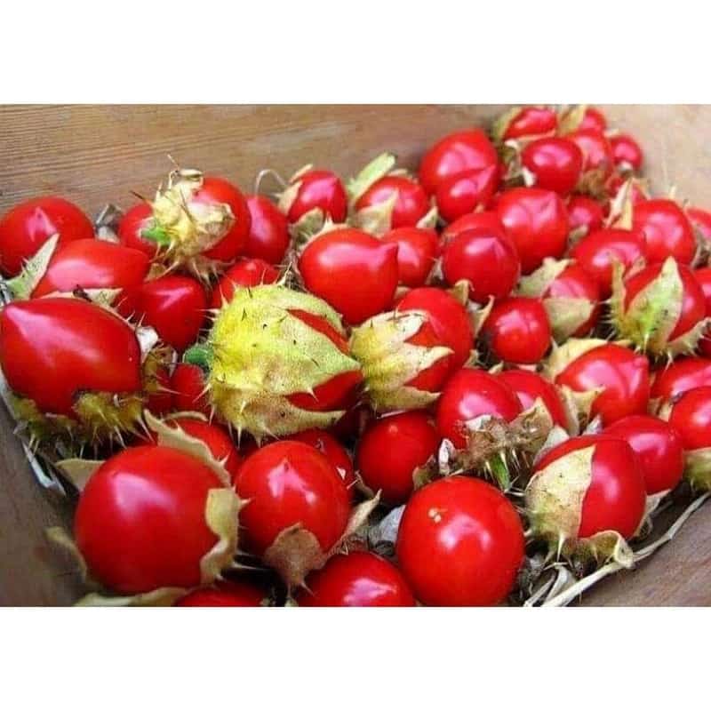 เมล็ดพันธุ์มะเขือเทศลิ้นจี่ Litchi Tomato เมล็ดพันธุ์แท้ ราคาถูก นำเข้าจากต่างประเทศ