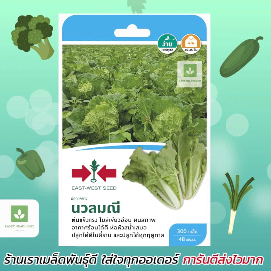 ผักกาดขาว นวลมณี ศรแดง เมล็ดพันธุ์ผักกาดขาวเมล็ดพันธุ์ ผักกาดขาว