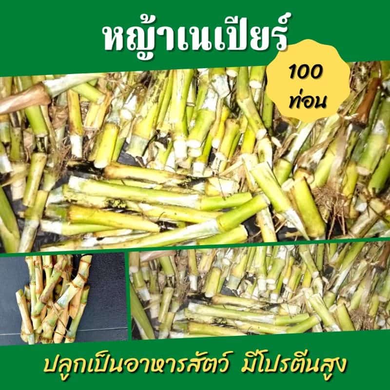 พันธุ์หญ้าเนเปียร์ ปากช่อง 100 ท่อน หญ้าเนเปียร์ หญ้าสำหรับโคกระบือ หญ้าอาหารสัตว์