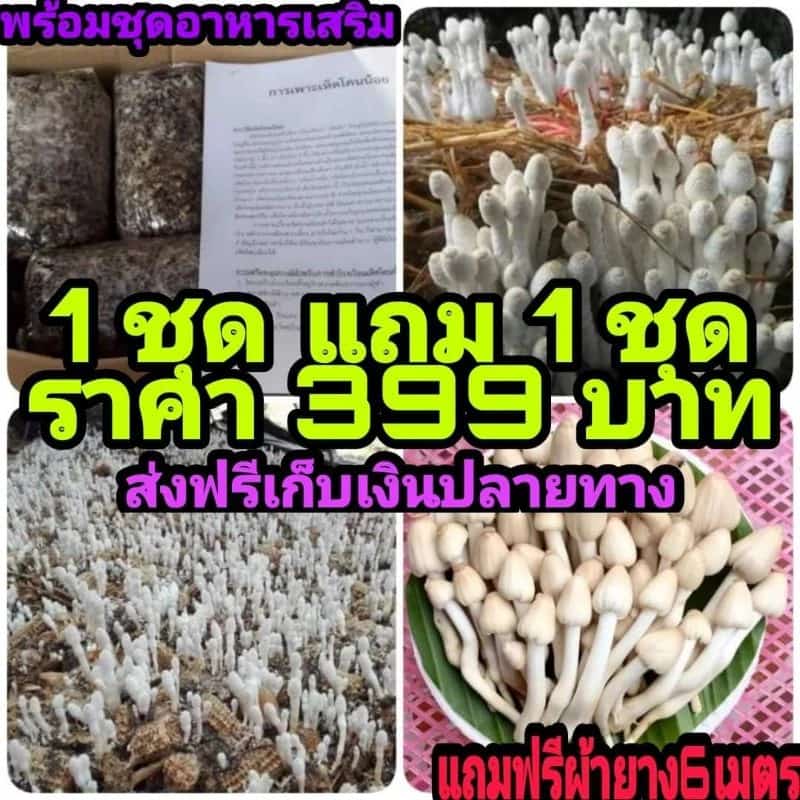 ชุดเพาะเห็ดโคนน้อยหรือชุดเพาะเห็ดฟาง คละกันได้
