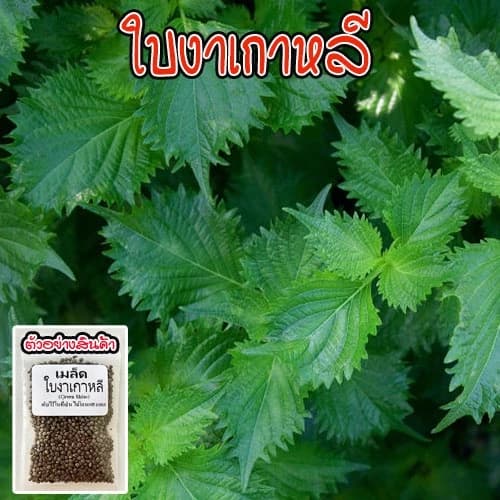 เมล็ดพันธุ์ชิโสะ Green Shiso สีเขียว เมล็ดพันธุ์โอบะ 50-120 เมล็ด เมล็ดใบงาเกาหลี [ซื้อ…