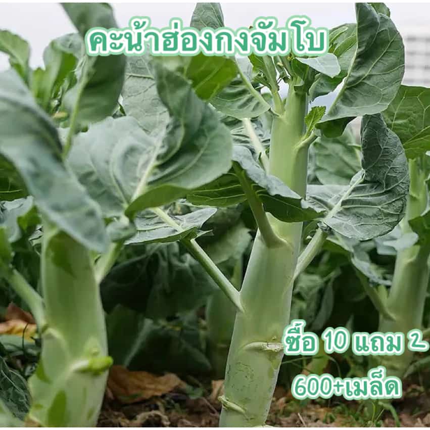 เมล็ดพันธุ์คะน้าเห็ดหอมฮ่องกงจัมโบ้ถูกที่สุด4บ. เมล็ดพันธุ์คะน้าเห็ดหอม 600 เมล็ด ก้านยักษ์…