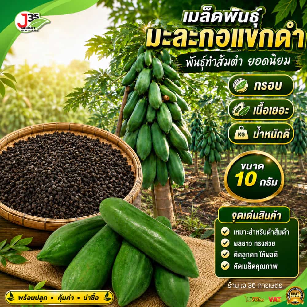 เมล็ดพันธุ์มะละกอแขกดำ 10 กรัม มะละกอสำหรับตำส้มตำ มะละกอกรอบอร่อย มะละกอเนื้อเยอะ…