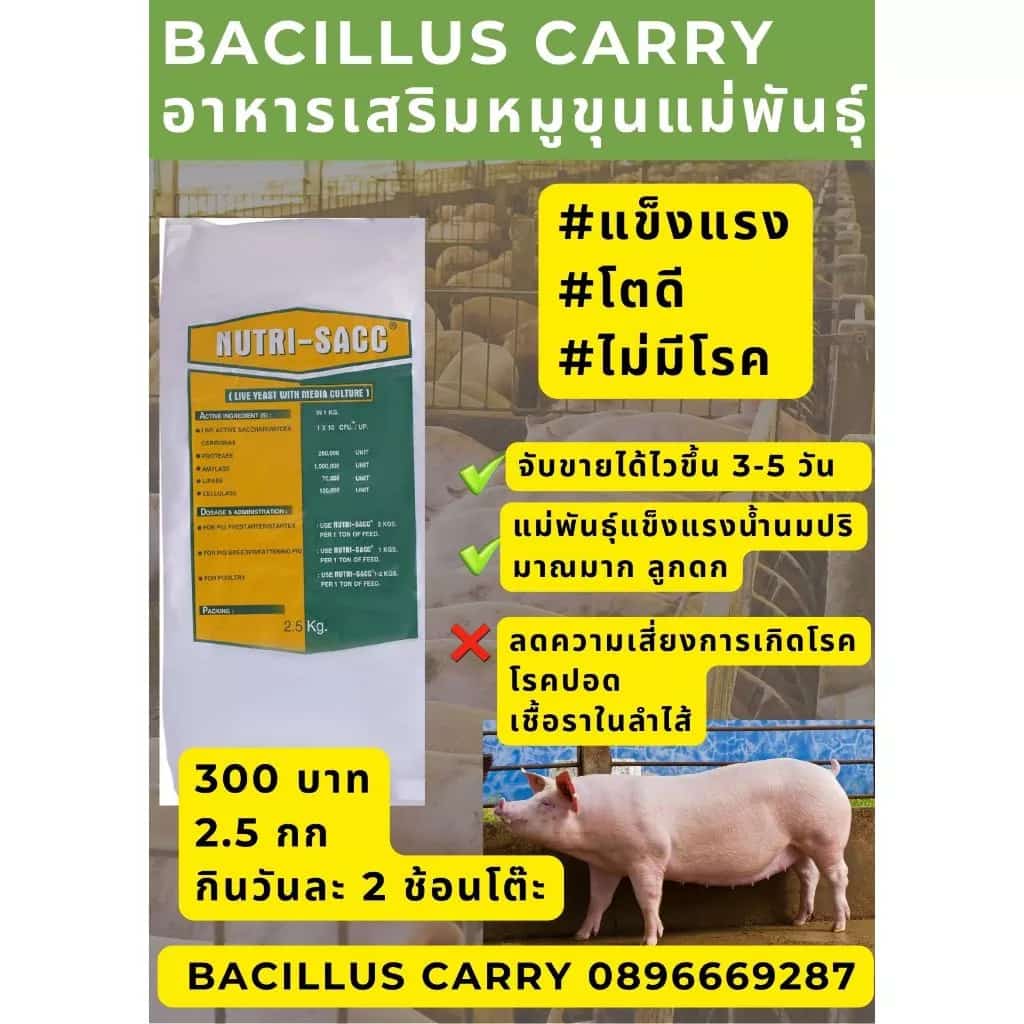 Premix หมูขุน เเม่พันธุ์ เเข็งเเรง ขายได้ไว ไม่มีโรค