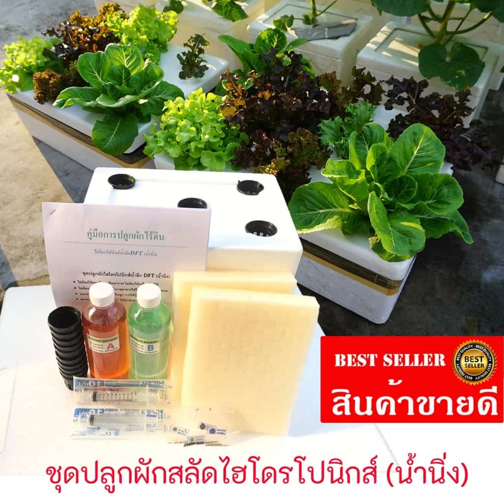 ชุดปลูกผักสลัดไฮโดรโปนิกส์น้ำนิ่ง มีวัสดุอุปกรณ์, คู่มือ/คลิปวีดีโอสอน พร้อมปลูกและปรึกษาได้ตลอด