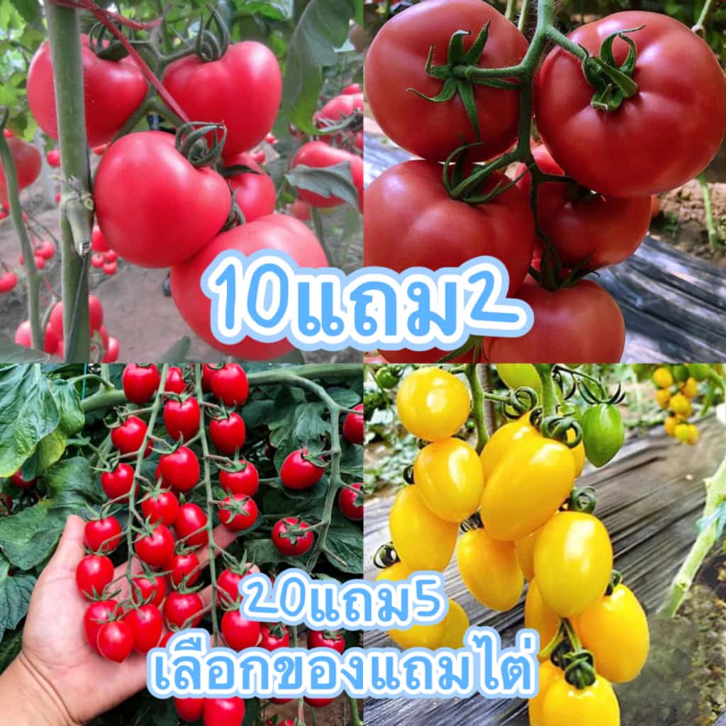 เมล็ดพันธุ์ มะเขือเทศ มะเขือเทศลูกท้อ มะเขือเทศสีดา มะเขือเทศซันโกลด์ เมล็ด คุณภาพดี ราคาถูก