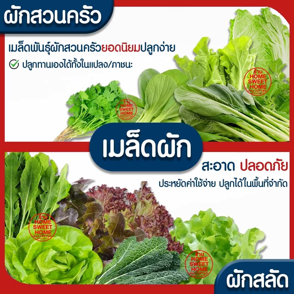 ค่าส่งถูก ผักสลัด เมล็ดผัก เมล็ดผักสลัด (2,000เมล็ด+) เมล็ดพันธุ์ เมล็ดพันธุ์ผักสลัด ปลูกผัก สลัด กรีนโอ๊ค คอส