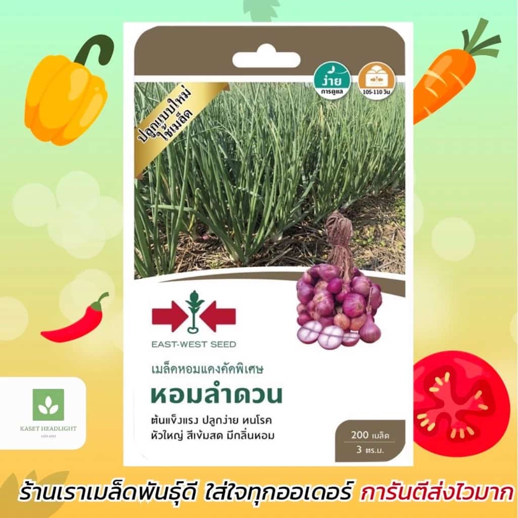 หอมแดง หอมลำดวน 200เมล็ด ศรแดง เมล็ดพันธุ์หอมแดง ต้นหอม