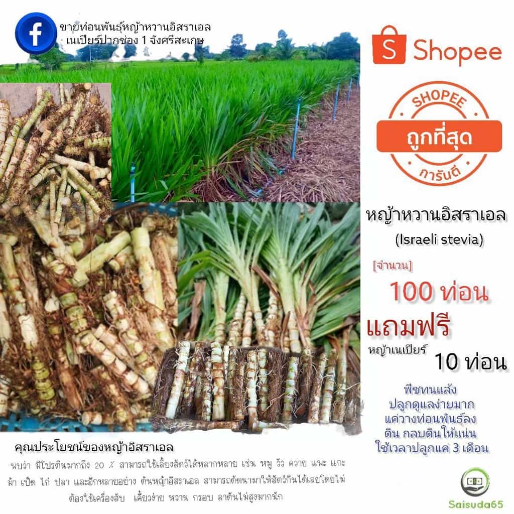 ท่อนพันธุ์ หญ้าหวานอิสราเอล จำนวน 100 ท่อน แถมฟรีเนเปียร์ปากช่อง 1 จำนวน 10 ท่อน