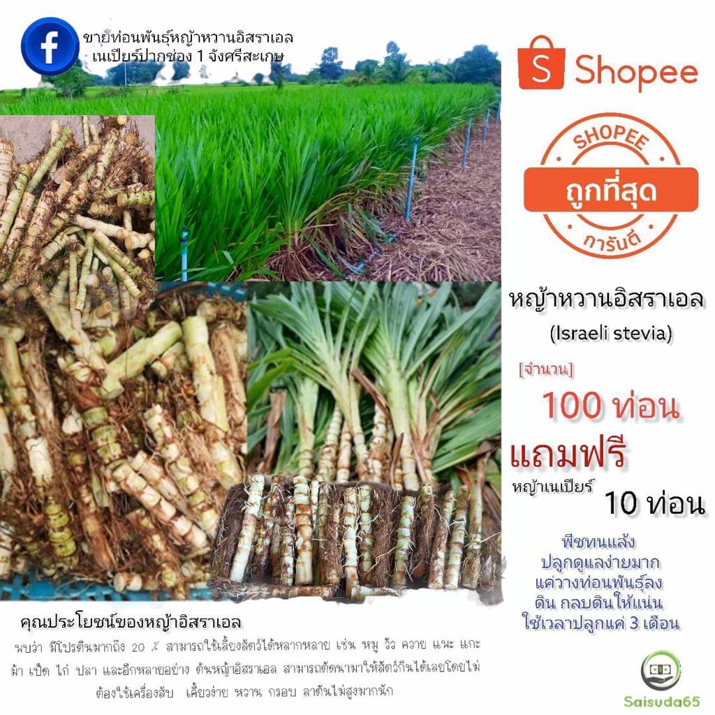 ท่อนพันธุ์ หญ้าหวานอิสราเอล จำนวน 100 ท่อน แถมฟรีเนเปียร์ปากช่อง 1 จำนวน 10 ท่อน