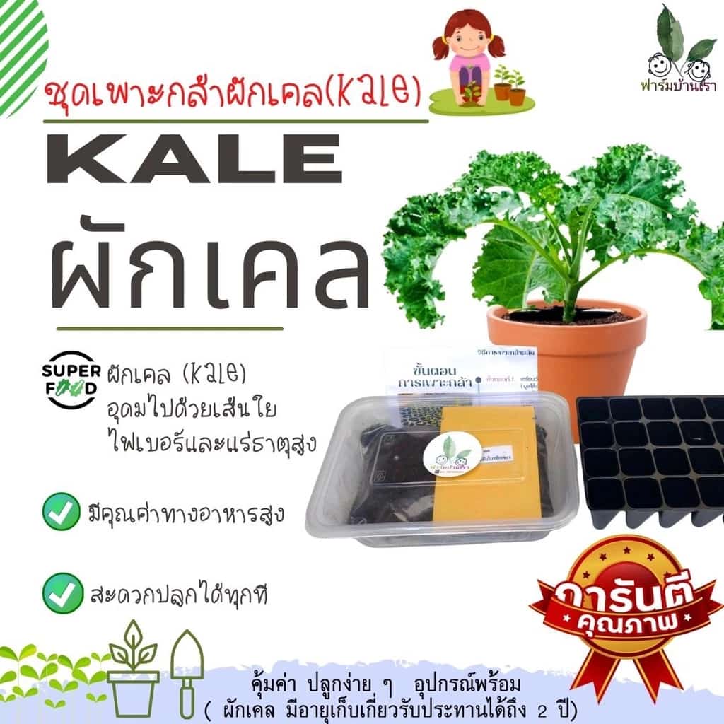 ฟาร์มบ้านเรา ชุดเพาะกล้าผักเคล (Kale) ชุดเพาะผักเคล ชุดทดลองปลูก อุปกรณ์พร้อมปลูก คุ้มค่า ปลูกง่ายๆ(ผักเคลปลูกได้นาน2ปี)