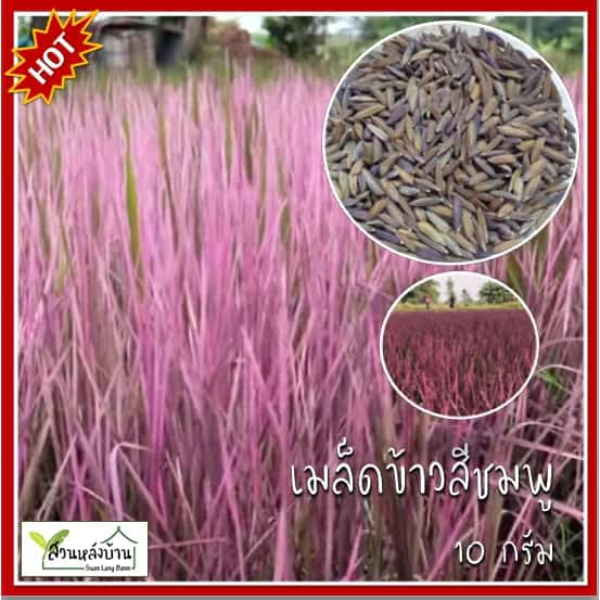 50 เมล็ด พันธุ์ข้าวสีชมพู Pink Lady เมล็ดข้าวสีชมพู เมล็ดพันธุ์ข้าวสีชมพู ชุดทดลองปลูก