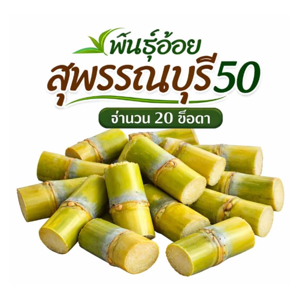 พันธุ์อ้อยสุพรรณบุรี50 อ้อยคั้นน้ำ (ชุดคัดข้อตา 20 ข้อตา ตัดสด) บ่มตามระยะทางที่จัดส่ง คัดท่อนข้อตาเป็นพิเศษพร้อมปลูก