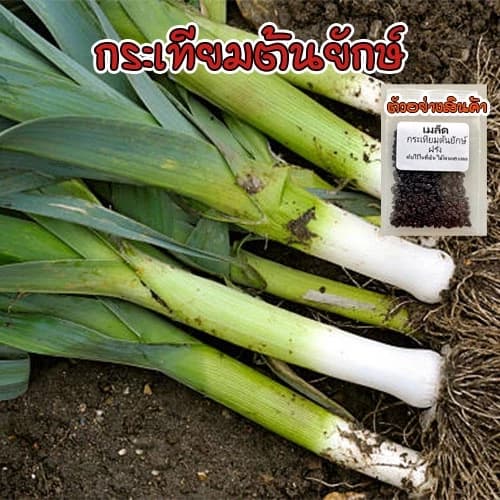 เมล็ดพันธุ์ กระเทียมต้นฝรั่ง กระเทียมต้นยักษ์ (Leek) เมล็ดกระเทียมต้น 40-100 เมล็ด [ซื้อ 10…
