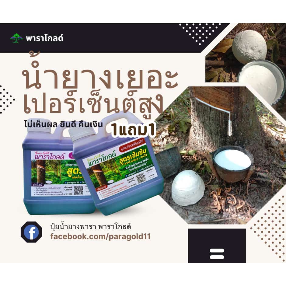 พาราโกลด์ ปุ๋ยน้ำยางพารา ปุ๋ยทางต้น สารบำรุงหน้ายางพารา,สารเพิ่มปริมาณน้ำยางพารา เปลืกนิ่มกรีดง่าย ป้องกันเชื้อราได้ดี