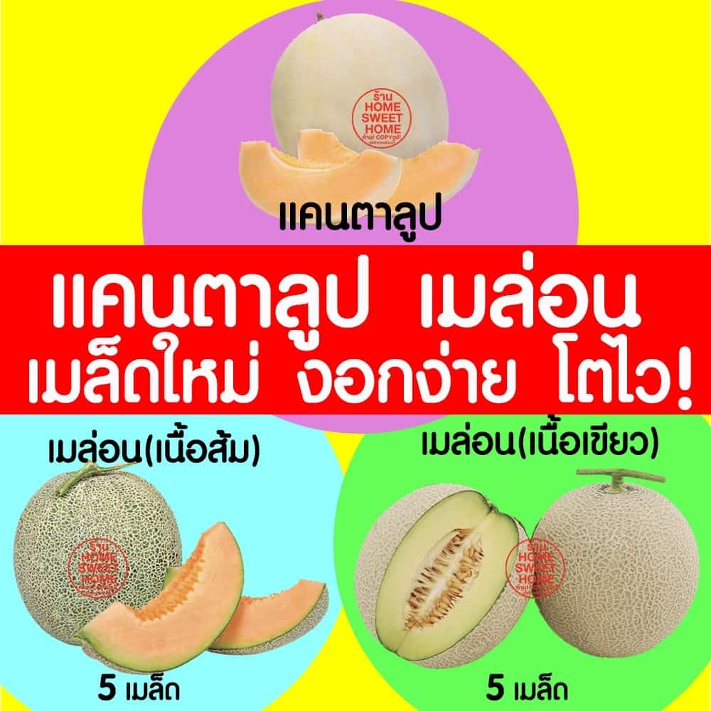 ค่าส่งถูก เมล็ดเมล่อน เมล็ดแคนตาลูป เมล่อน แคนตาลูป เมล็ด เมล็ดพันธุ์เมล่อน เมล็ดพันธุ์แคนตาลูป เมล็ดพันธุ์