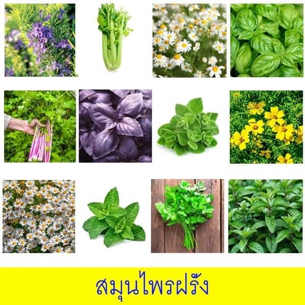 สมุนไพรฝรั่ง 10แถม1!! ถูกที่สุด10บ. เมล็ดพันธุ์สมุนไพรฝรั่ง5-100เมล็ด ปลูกง่าย ทำอาหารฝรั่ง