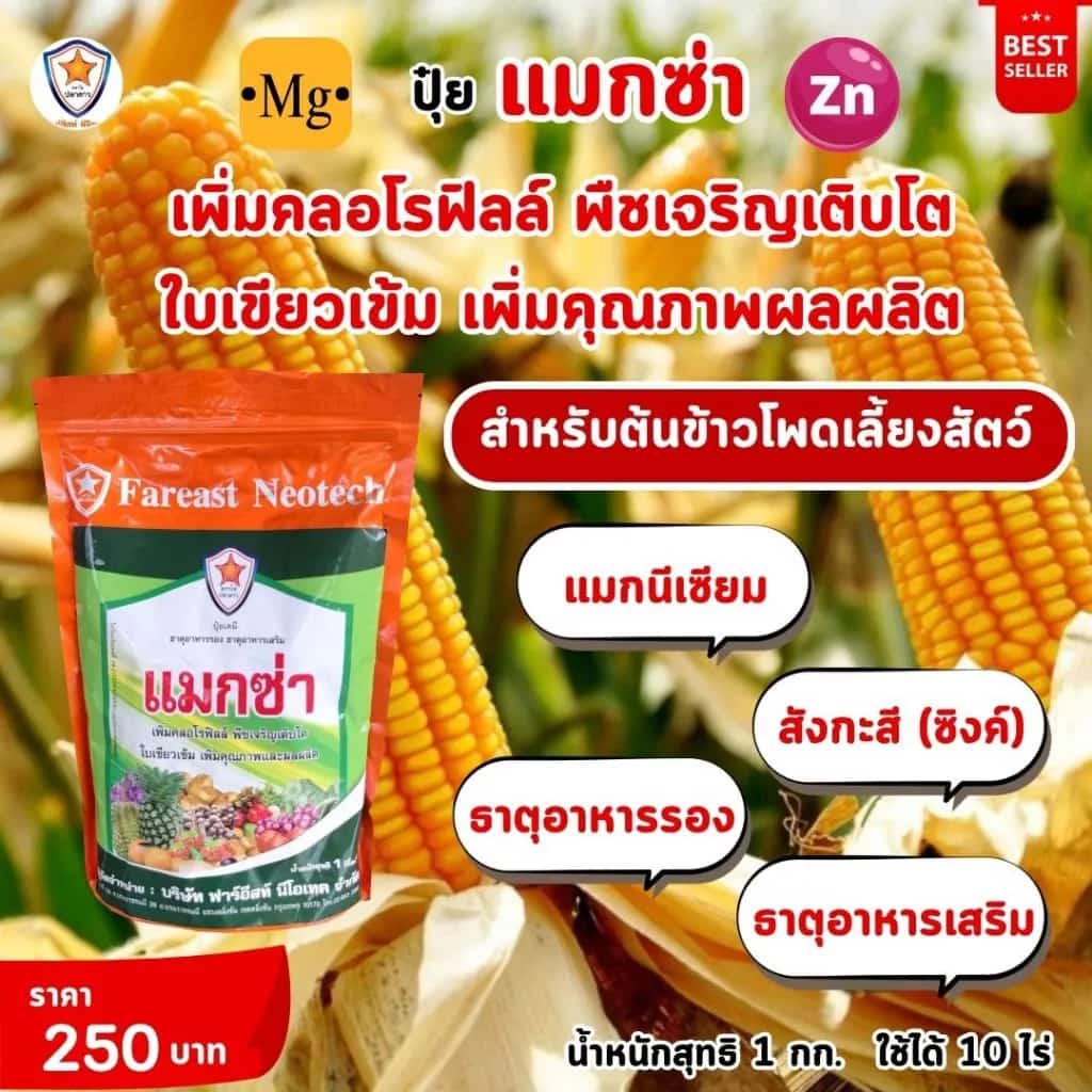 ธาตุอาหารรอง ธาตุอาหารเสริม ที่จำเป็นของต้นข้าวโพดเลี้ยงสัตว์ แม็กนีเซียม ซิงค์…