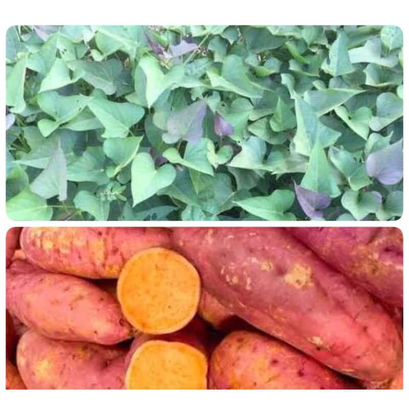 10 ยอดพันธุ์ มันเทศแครอท เนื้อสีส้ม