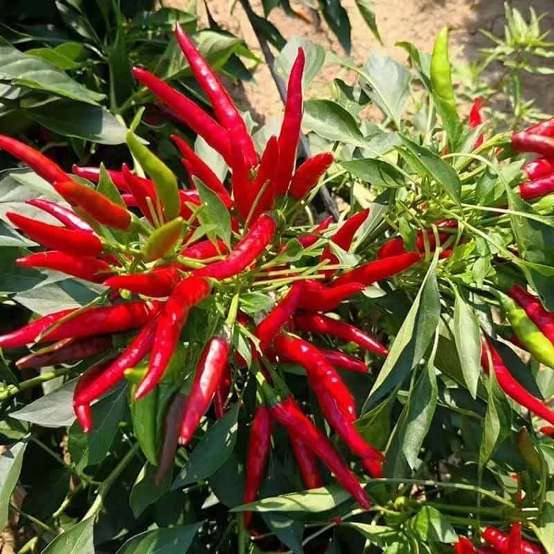 เมล็ดพันธุ์พริกจินดาแดง ตราเจียไต๋ ประมาณ50เมล็ด BIRD CHILLI เมล็ดพันธุ์พริกจินดาแดง เมล็ดพริก…