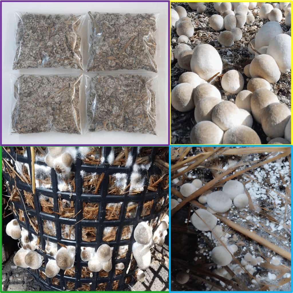 เชื้อเห็ดฟางอีแป๊ะ 4 ถุง ผสมอาหารเสริม,แป้งข้าวเหนียว,รำ…