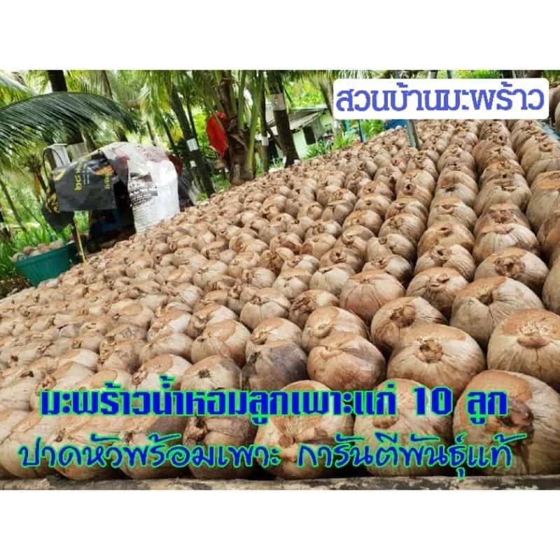 (เซ็ต 10 ลูก) มะพร้าวลูกเพาะ มะพร้าวปาดหัว พันธุ์มะพร้าวน้ำหอมบ้านแพ้ว มะพร้าวลูกแก่…