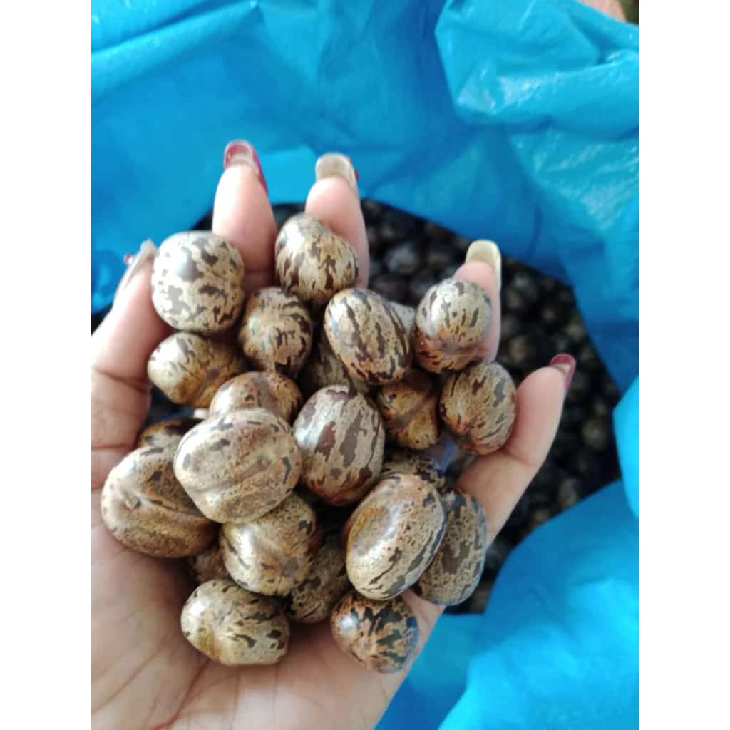 เมล็ดยางพาราใต้คัดพิเศษ 100เมล็ดแถม10เมล็ด อัตรการงอก95% เมล็ดใหม่