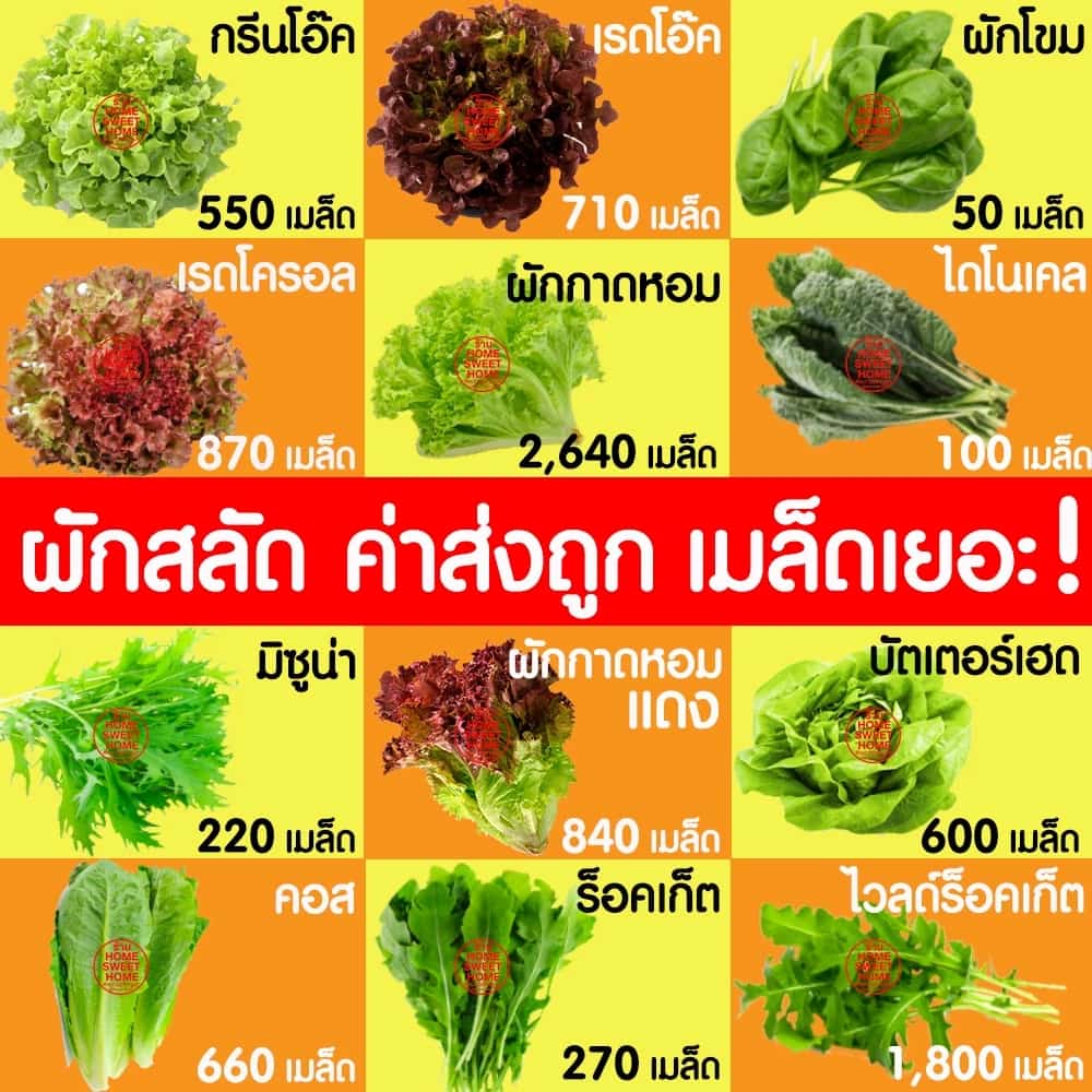โค้ด เมล็ดผักสลัด ผักสลัด เมล็ดผัก (2,000เมล็ด+) เมล็ดพันธุ์ เมล็ดพันธุ์ผักสลัด ปลูกผัก สลัด…