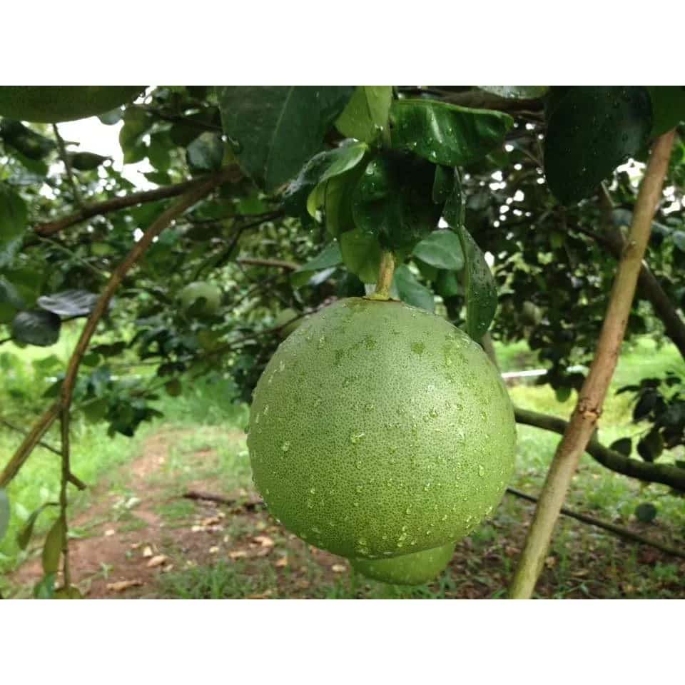 เมล็ดพันธุ์ ส้มโอทองดี Pomelo สำหรับปลูก 20เมล็ด ซองละ 29 บาท เปลือกบาง มีผลใหญ่ รสชาติอร่อย…