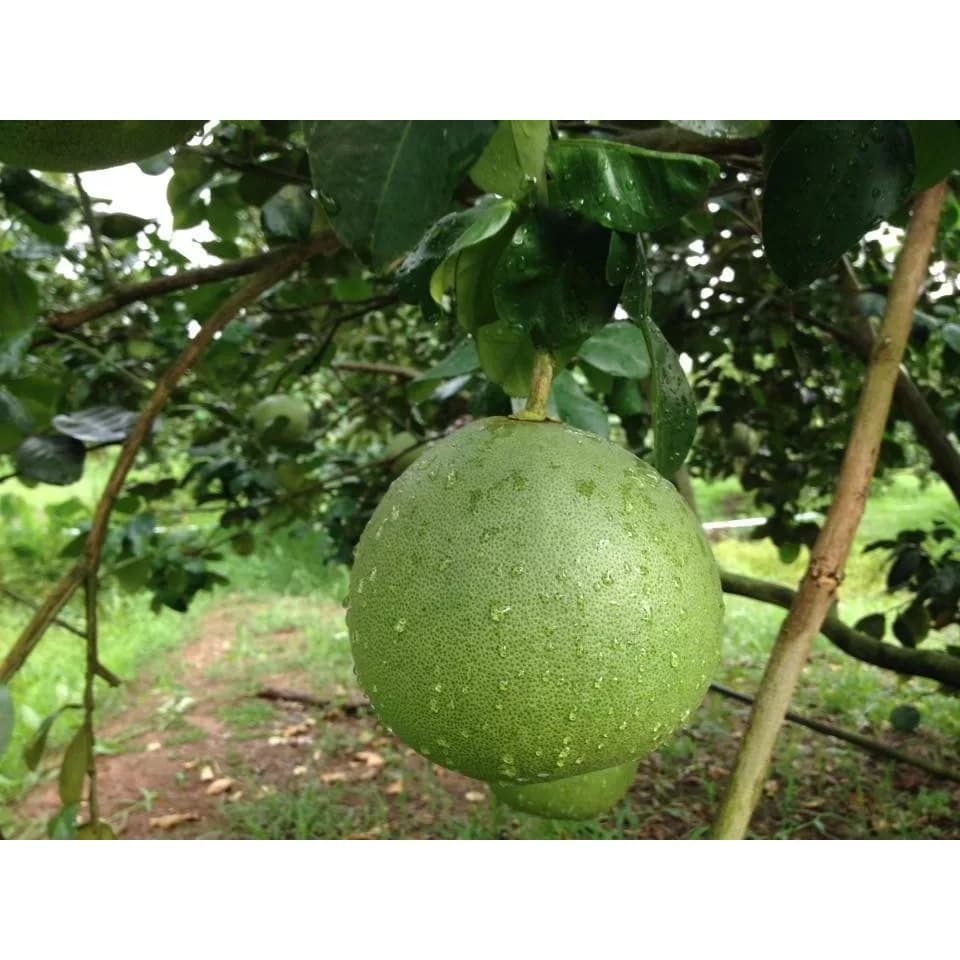 เมล็ดพันธุ์ ส้มโอทองดี Pomelo สำหรับปลูก 20เมล็ด ซองละ 29 บาท เปลือกบาง มีผลใหญ่ รสชาติอร่อย…