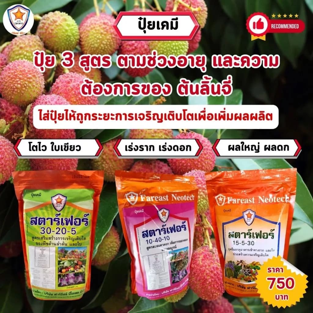 ปุ๋ยลิ้นจี่ เร่งโต เร่งเขียว เร่งการแตกราก ออกดอก ผลใหญ ผลดก สตาร์เฟอร์ 3 สูตร ลิ้นจี่
