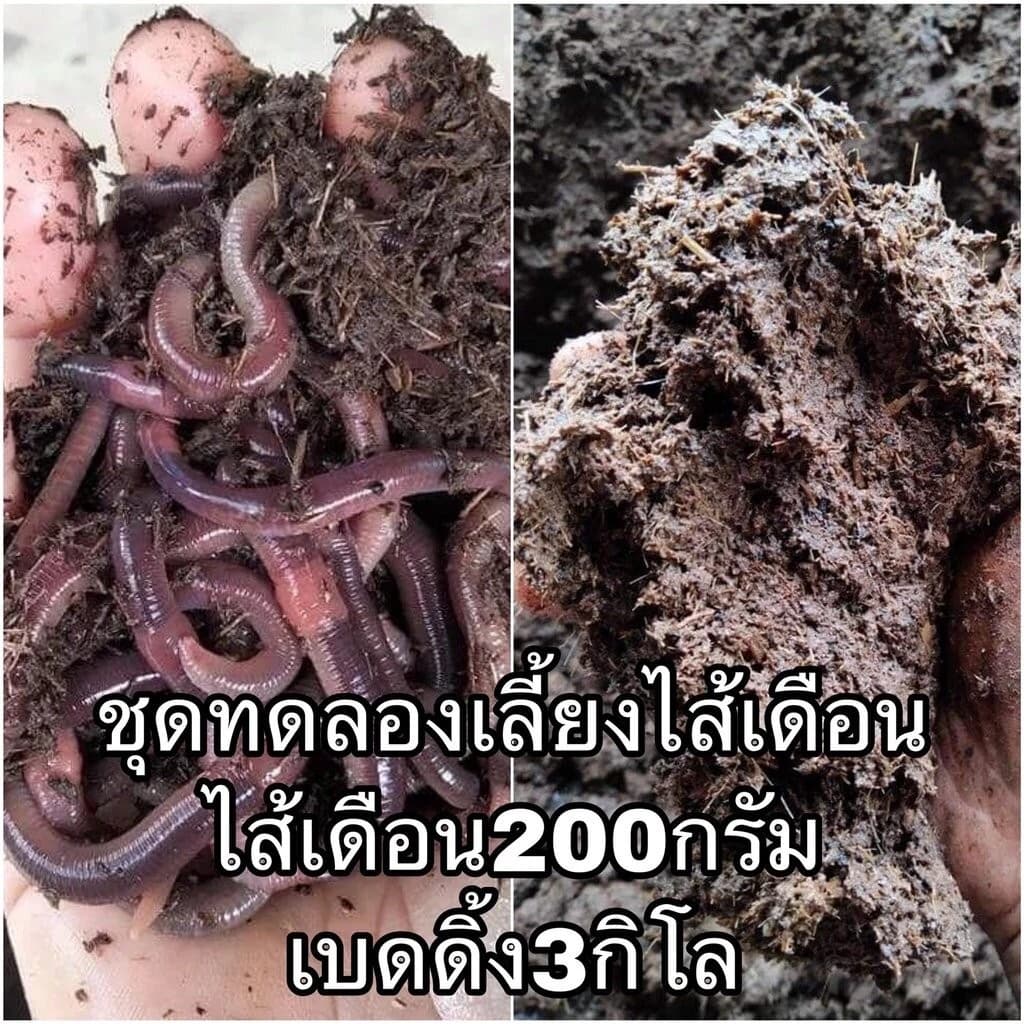 ชุดทดลองเลี้ยงไส้เดือน ไส้เดือน 200 กรัม เบดดิ้งขี้วัวนมพร้อมใช้ 3 กิโลกรัม…
