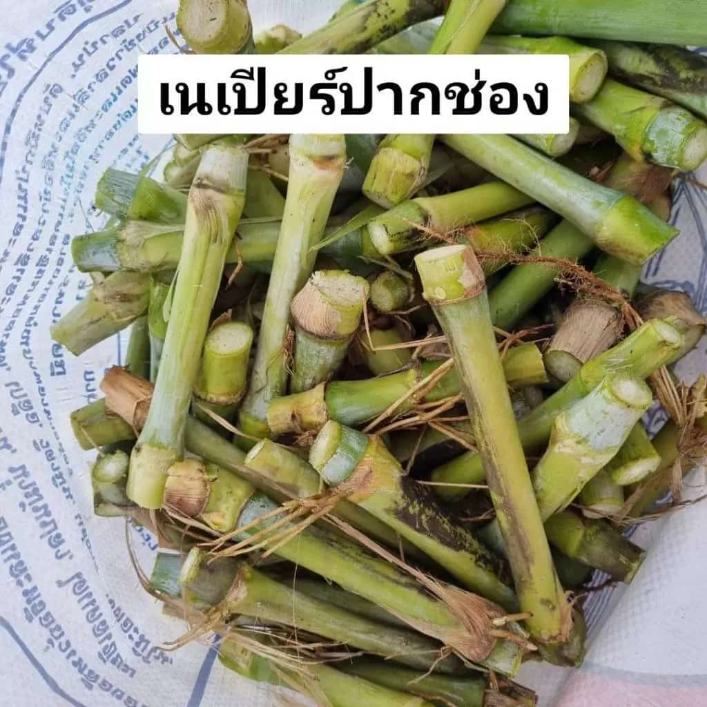 หญ้าเนเปียสด ท่อนพันธุ์หญ้าเนเปียร์50ท่อน หญ้าเนเปียร์