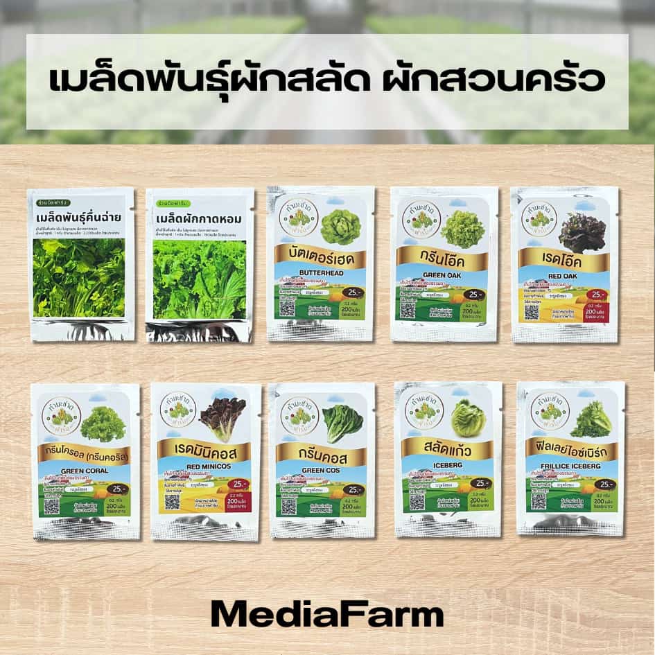 เมล็ดพันธุ์ผักสลัด เมล็ดพันธุ์ผักสวนครัว ผักสลัด ผักสวนครัว ผักไทย คื่นช่าย