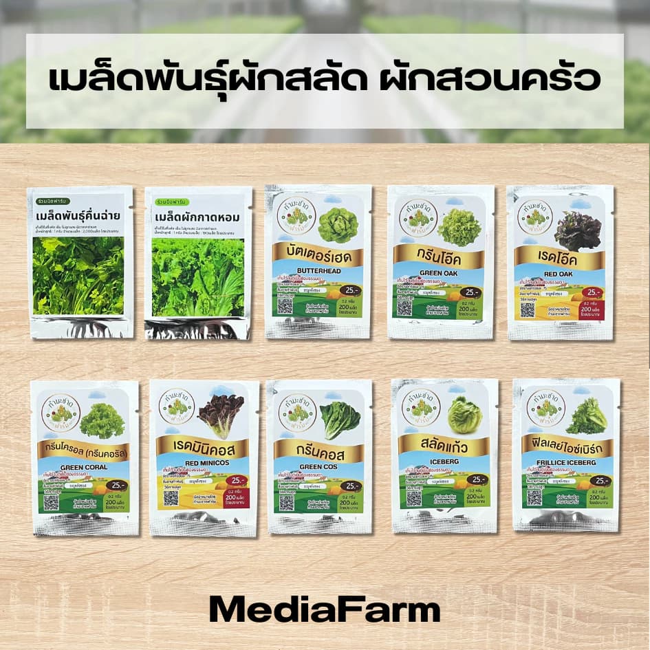 เมล็ดพันธุ์ผักสลัด เมล็ดพันธุ์ผักสวนครัว ผักสลัด ผักสวนครัว ผักไทย คื่นช่าย