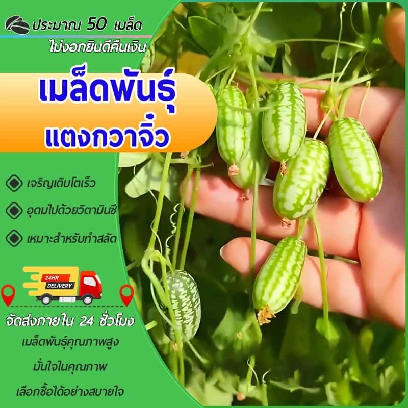 50 เมล็ดพันธุ์แตงกวาจิ๋ว แตงโมจิ๋ว เมล็ดแตงกวา แตงกวาจิ๋ว เมเมล็ดซิกัน แตงกวามินิ ปลูกง่าย อร่อย
