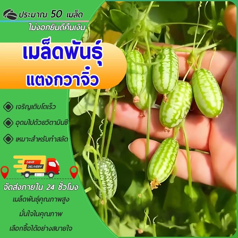 50 เมล็ดพันธุ์แตงกวาจิ๋ว แตงโมจิ๋ว เมล็ดแตงกวา แตงกวาจิ๋ว เมเมล็ดซิกัน แตงกวามินิ ปลูกง่าย อร่อย