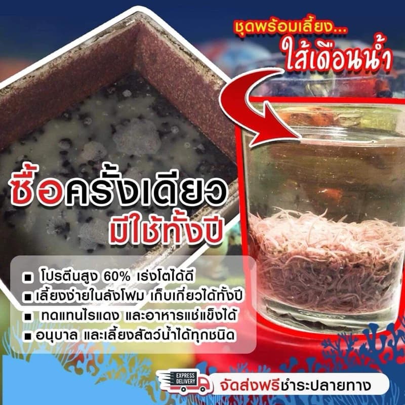 ชุดพร้อมเลี้ยงไส้เดือนน้ำ รับประกันการจัดส่ง และดูแลตลอดการเลี้ยงดู