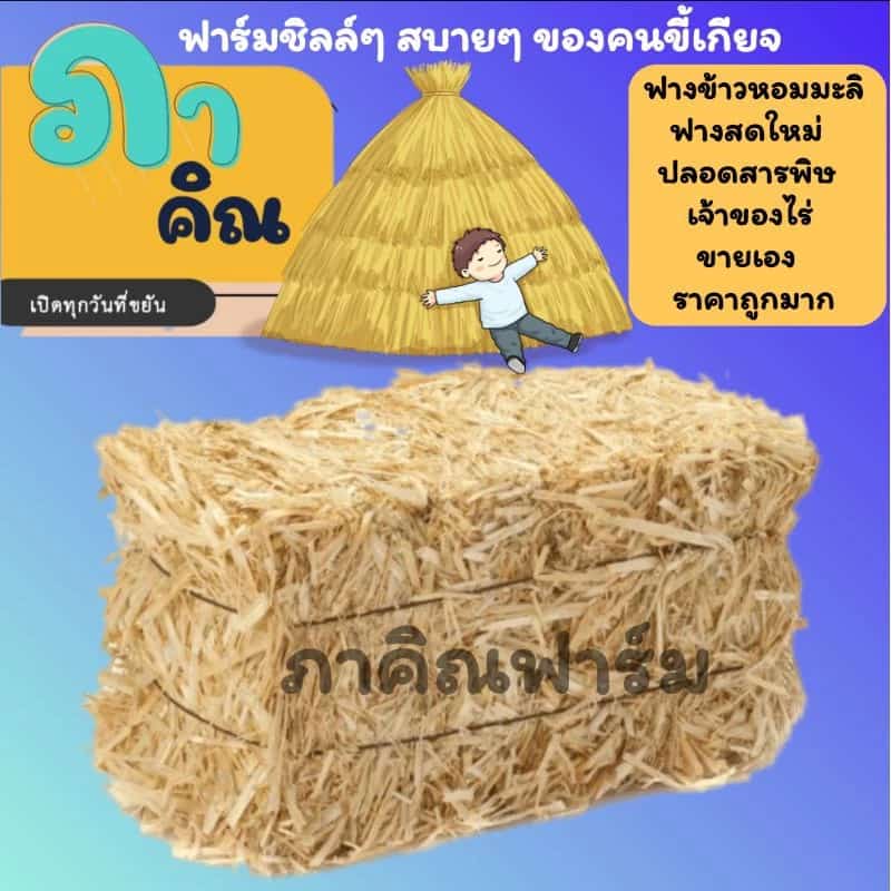 ฟางปุ๋ยคลุมหน้าดิน ตกแต่งสวน อาหารสัตว์ ฟางข้าวหอมมะลิ ปลอดสารพิษ สดใหม่ 30 และ 10 กิโล กดเลือกน้ำหนักในเมนู
