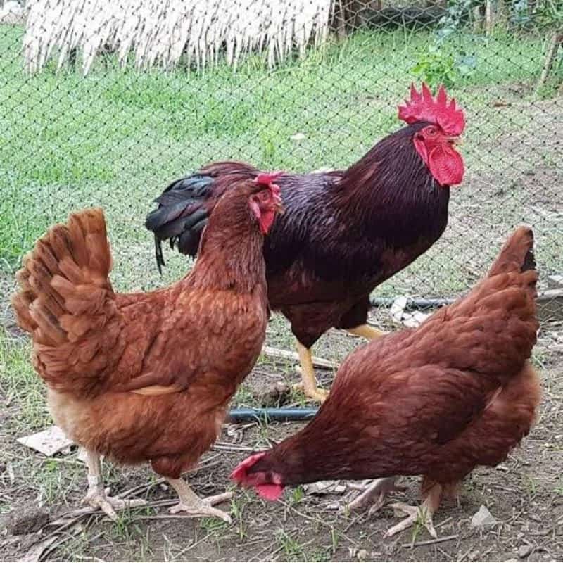 ไข่เชืิ้อ ไก่ไข่โรดแดง ฟองล่ะ25ซื้อ5แถม1 ไก่ไข่ต่างประเทศ ไข่ดกทั้งปี ทนโรคภูต